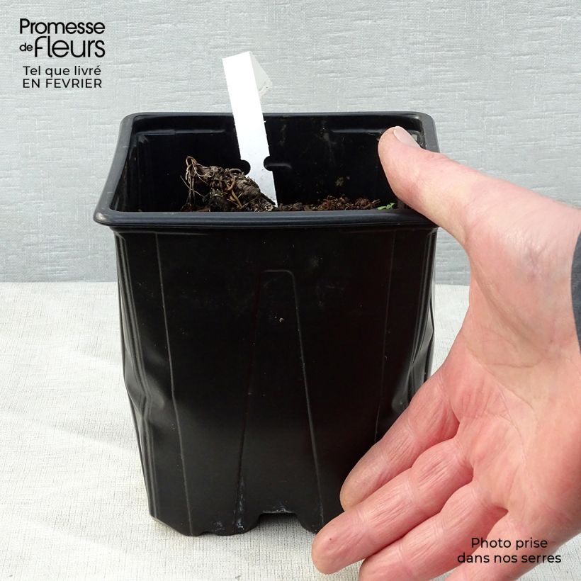 Amostra de Astrância-maior Vaso de 2 L/3 L tal como entregue no inverno