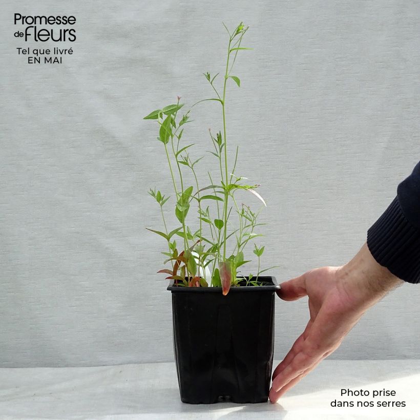 Amostra de Astrância-maior Vaso de 2 L/3 L tal como entregue na primavera