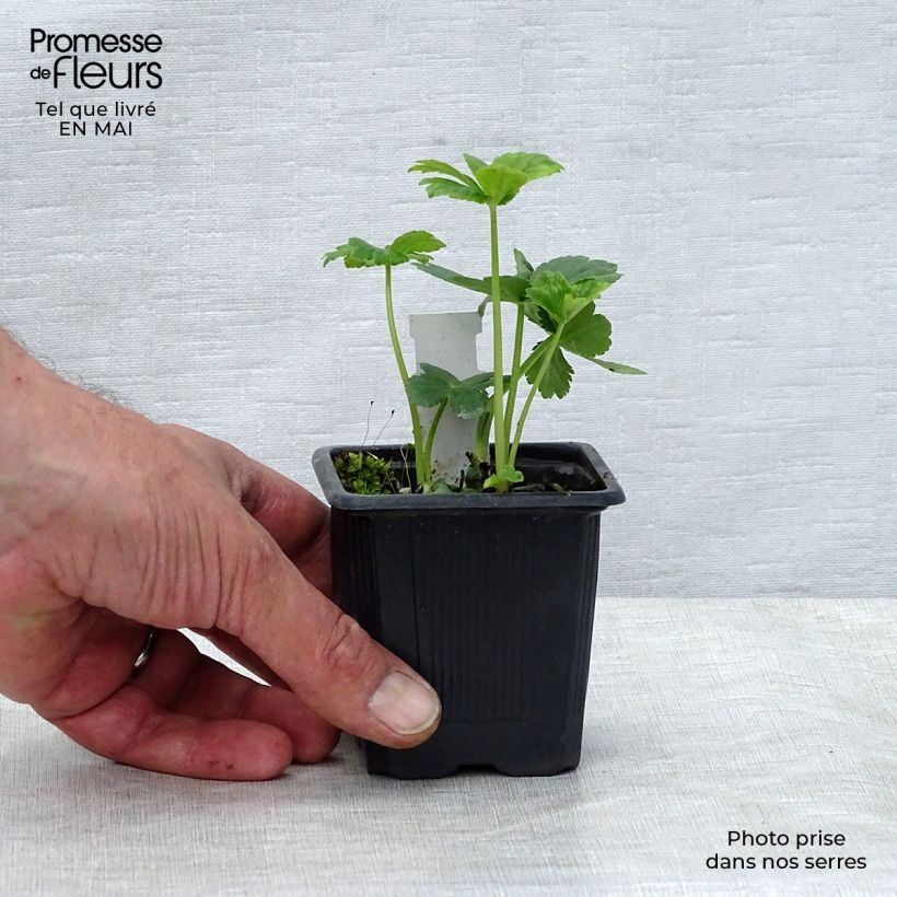 Amostra de Astrância-maior Vaso de 8/9 cm tal como entregue na primavera