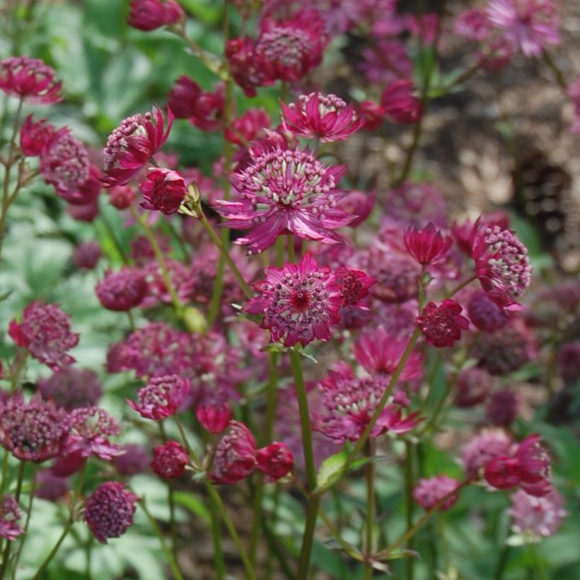 Astrância-maior Lars - Astrantia major (Floração)