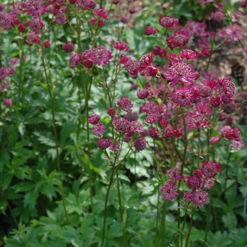 Astrância-maior Lars - Astrantia major (Hábito)