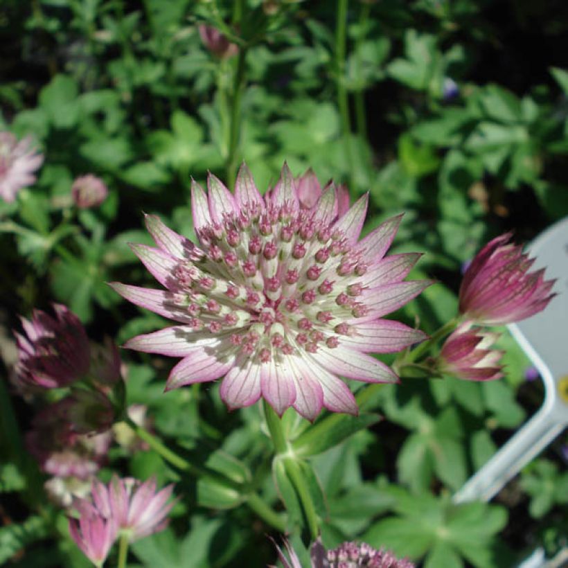 Astrância-maior Roma - Astrantia major (Floração)
