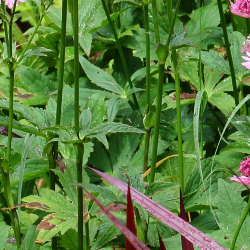 Astrância-maior Rosensinfonie - Astrantia major (Folhagem)