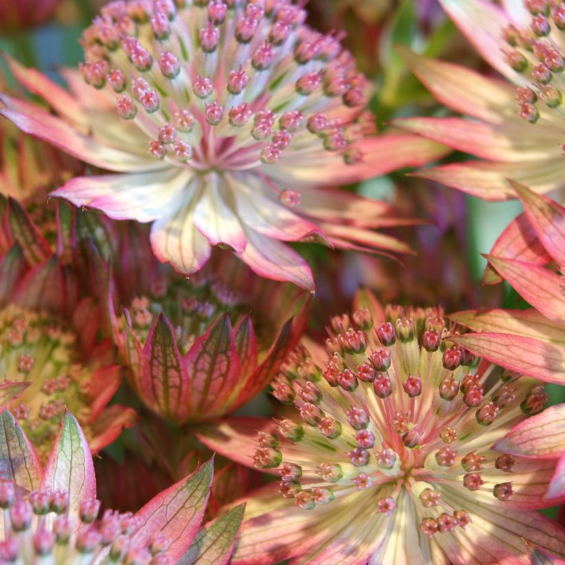 Astrância-maior Rosensinfonie - Astrantia major (Floração)