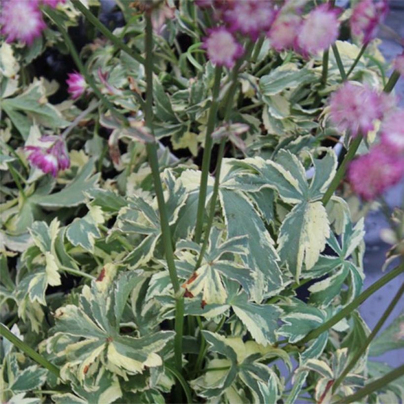 Astrantia major Star of Magic (Folhagem)