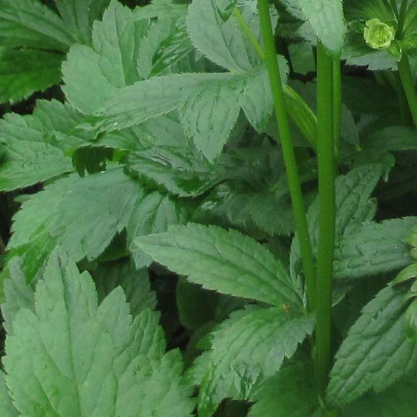 Astrância-maior Washfield - Astrantia major (Folhagem)