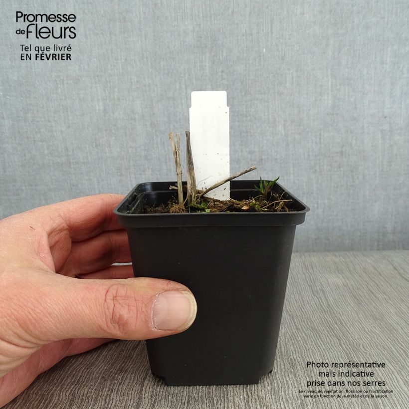 Amostra de Astrantia major Washfield - Grande astrance  Vaso de 8/9 cm tal como entregue no inverno