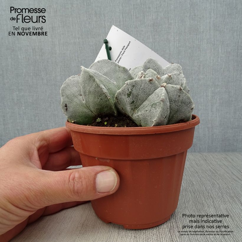 Amostra de Astrophytum myriostigma Vaso de 12 cm/13 cm tal como entregue no outono
