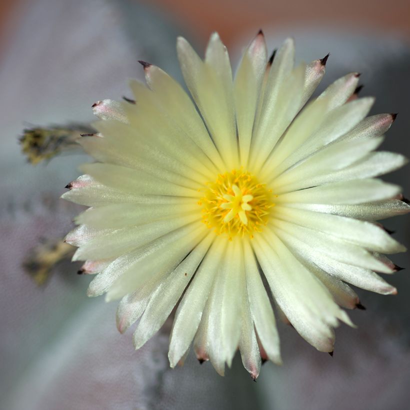 Astrophytum myriostigma - Chapéu-de-bispo (Floração)