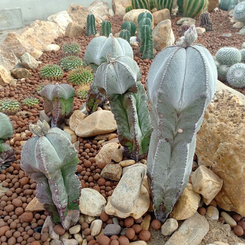 Astrophytum myriostigma - Chapéu-de-bispo (Hábito)