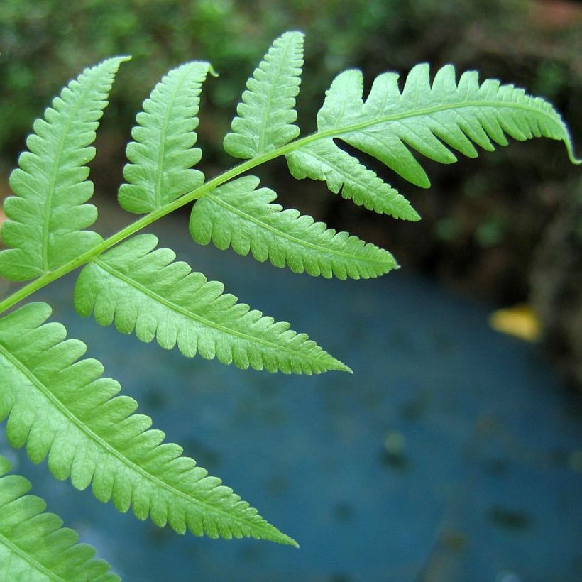 Athyrium filix-femina - Feto-fêmea (Folhagem)