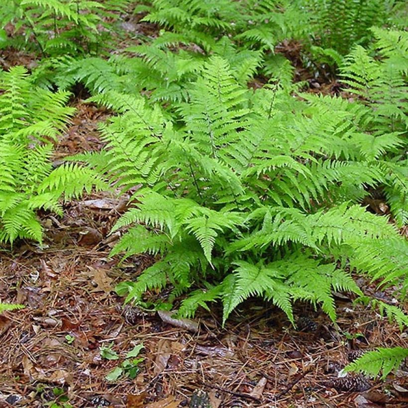 Athyrium filix-femina - Feto-fêmea (Hábito)