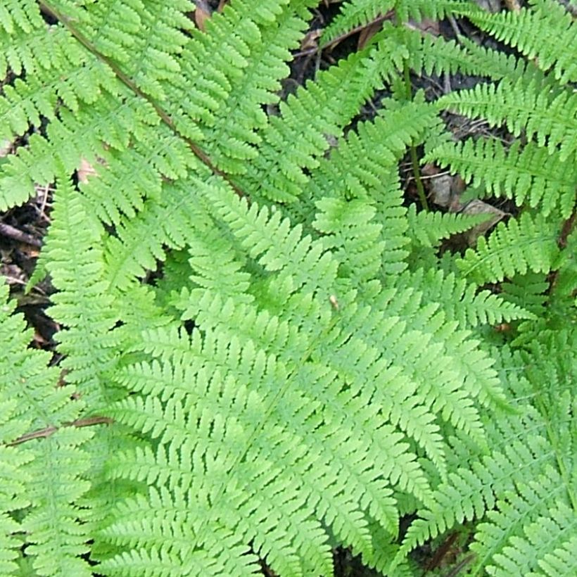 Athyrium filix-femina Cruciatum Group - Feto-fêmea (Folhagem)