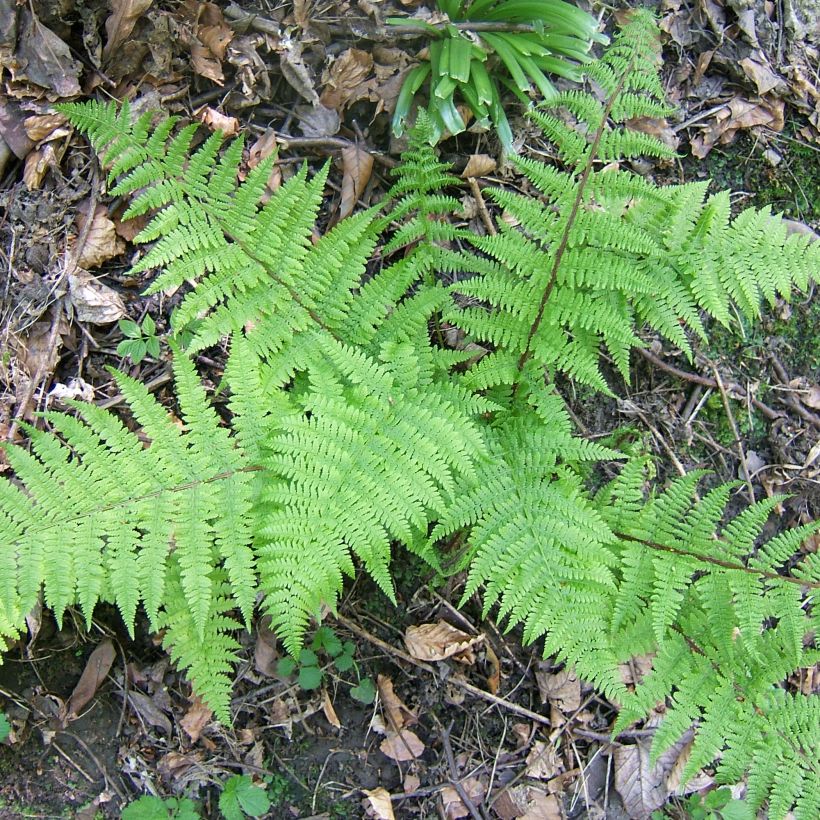 Athyrium filix-femina Cruciatum Group - Feto-fêmea (Hábito)