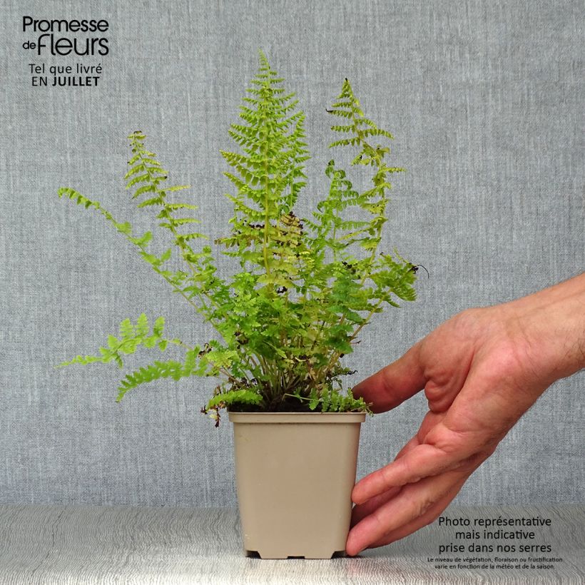 Amostra de Athyrium filix-femina - Feto-fêmea Vaso de 8/9 cm tal como entregue no verão