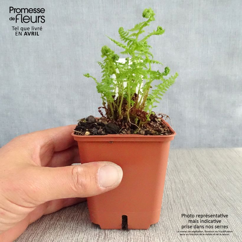 Amostra de Athyrium filix-femina - Feto-fêmea Vaso de 8/9 cm tal como entregue na primavera