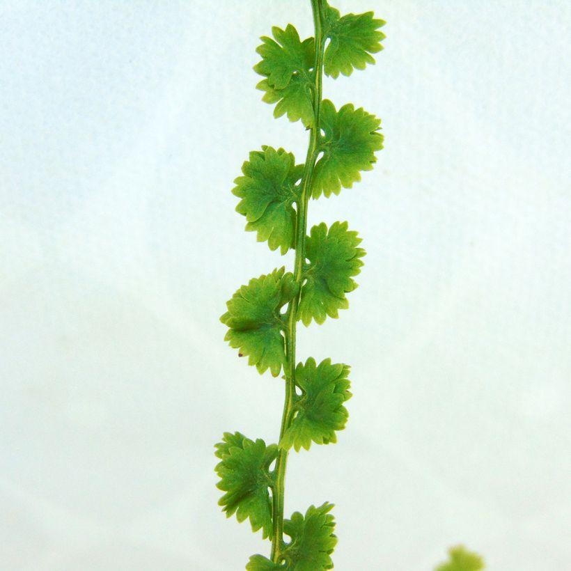 Athyrium filix-femina Frizelliae - Feto-fêmea (Folhagem)