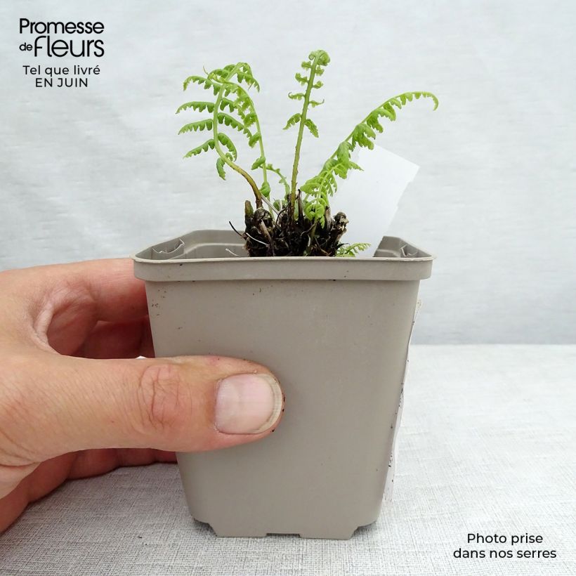Amostra de Athyrium filix-femina Lady in Red - Feto-fêmea Vaso de 8/9 cm tal como entregue no verão