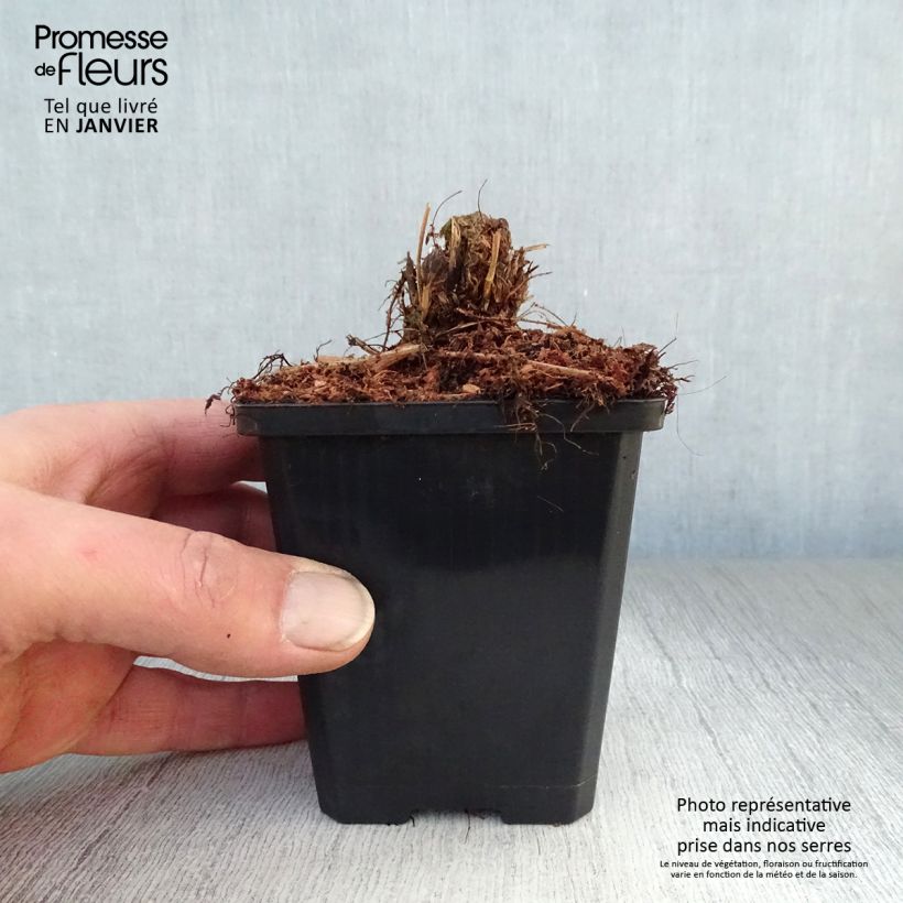 Amostra de Athyrium filix-femina Lady in Red - Fougère femelle Vaso de 8/9 cm tal como entregue no inverno