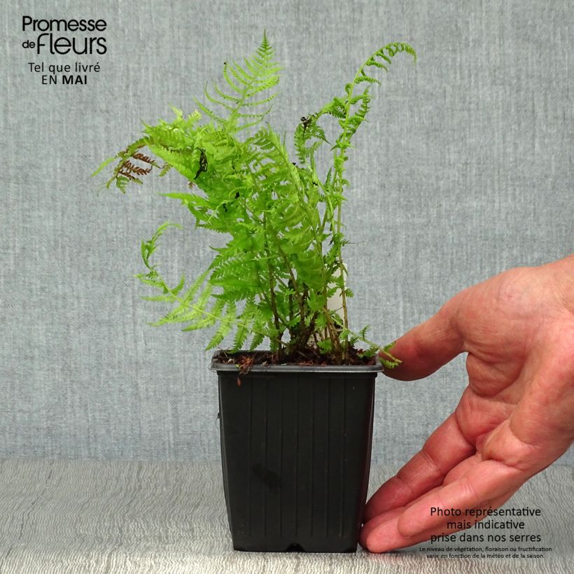 Amostra de Athyrium filix-femina Lady in Red - Feto-fêmea Vaso de 8/9 cm tal como entregue na primavera