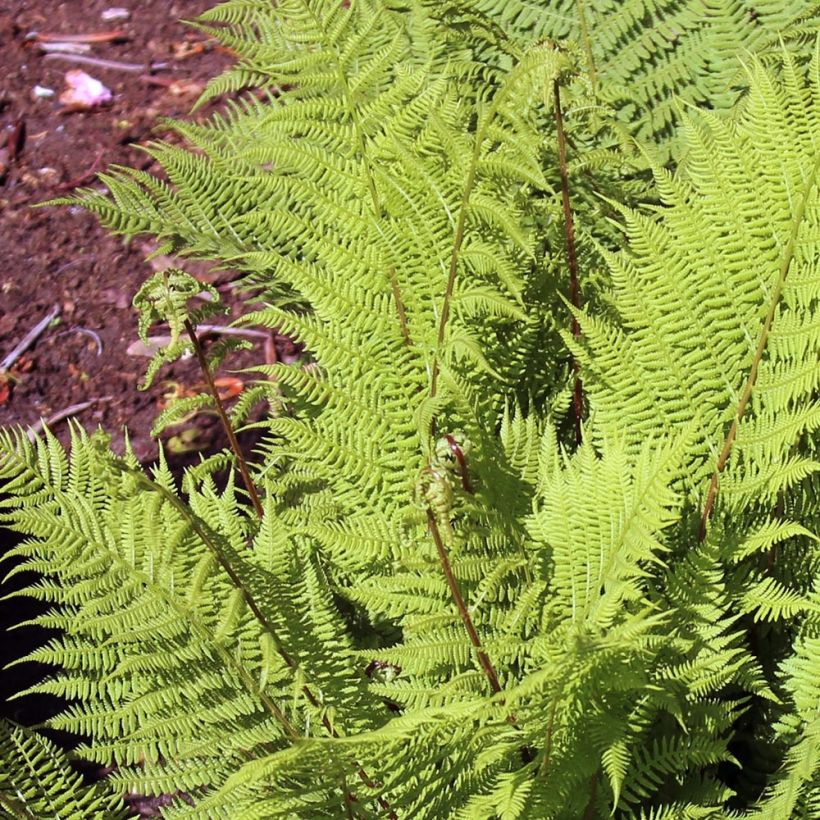 Athyrium filix-femina Rotstiel - Feto-fêmea (Folhagem)