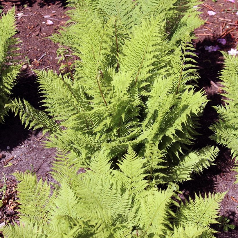 Athyrium filix-femina Rotstiel - Feto-fêmea (Hábito)