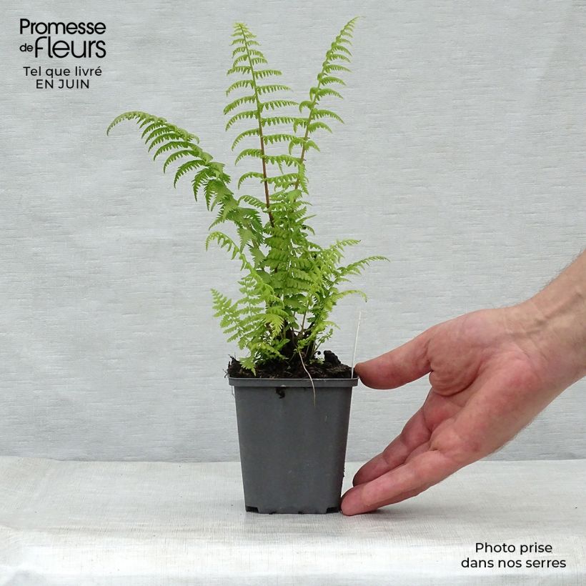 Amostra de Athyrium filix-femina Rotstiel - Feto-fêmea Vaso de 8/9 cm tal como entregue no verão
