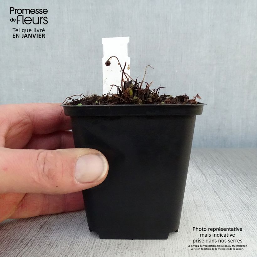 Amostra de Athyrium filix-femina Rotstiel - Fougère femelle Vaso de 8/9 cm tal como entregue no inverno