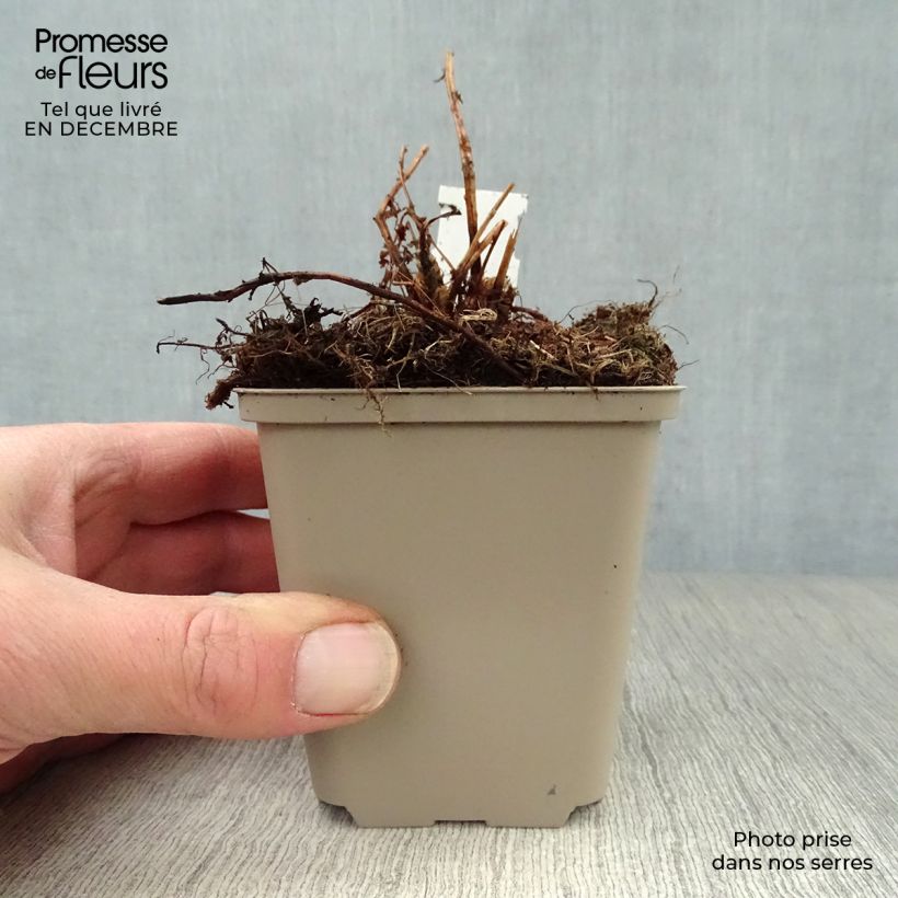 Amostra de Athyrium filix-femina Victoriae - Feto-fêmea Vaso de 8/9 cm tal como entregue no inverno