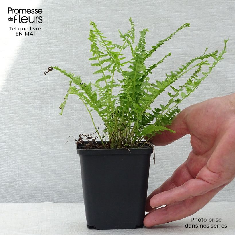 Amostra de Athyrium filix-femina Victoriae - Feto-fêmea Vaso de 8/9 cm tal como entregue na primavera