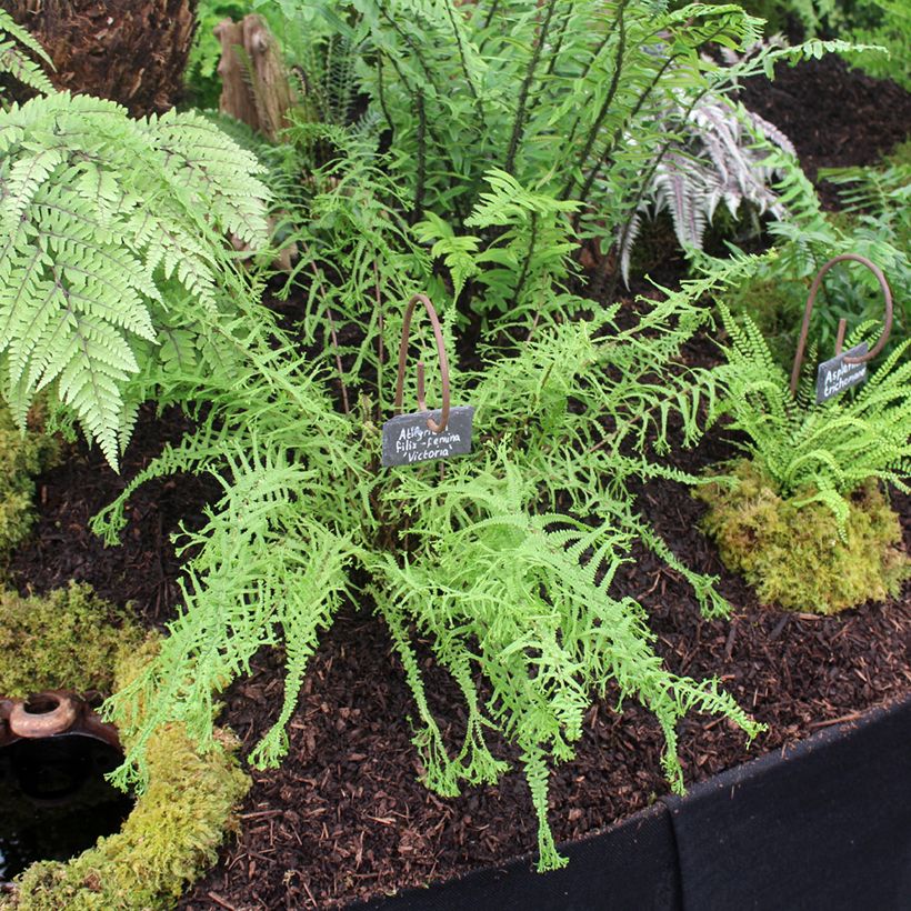 Athyrium filix-femina Victoriae - Feto-fêmea (Hábito)