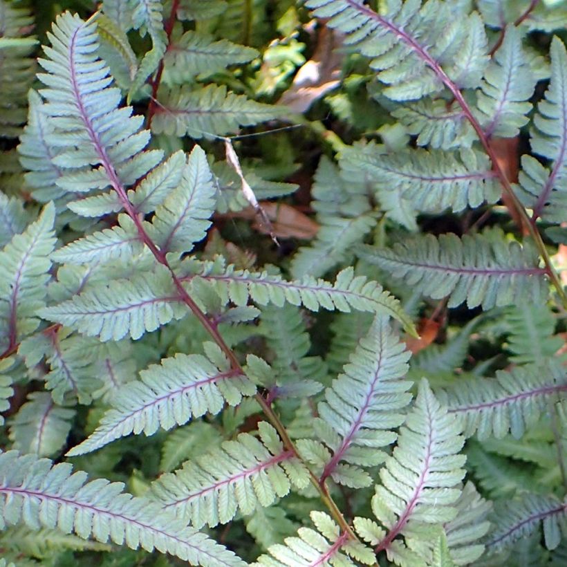 Athyrium niponicum Burgundy Lace (Folhagem)