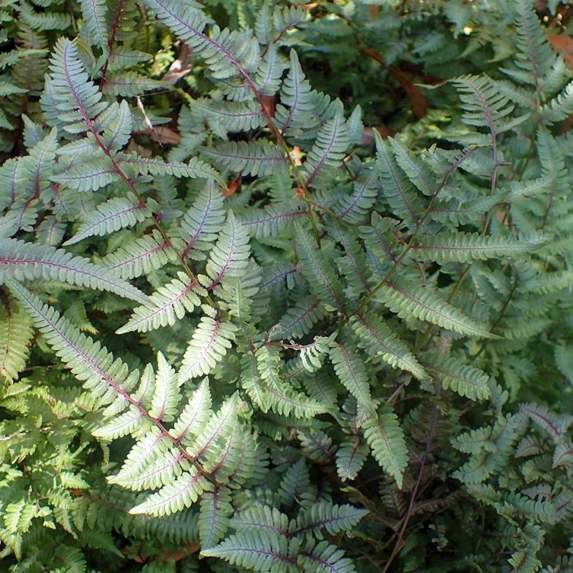 Athyrium niponicum Burgundy Lace (Hábito)
