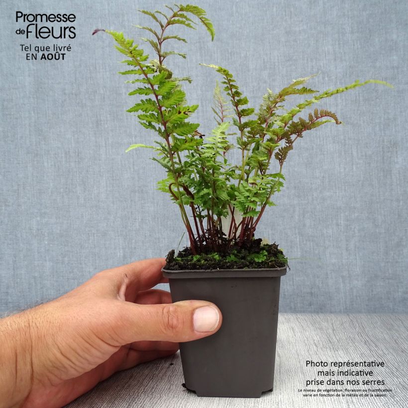 Amostra de Athyrium niponicum Burgundy Lace Vaso de 8/9 cm tal como entregue no verão