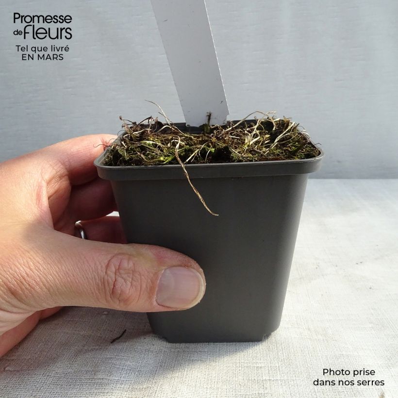 Amostra de Athyrium niponicum Burgundy Lace - Fougère japonaise Vaso de 8/9 cm tal como entregue no inverno