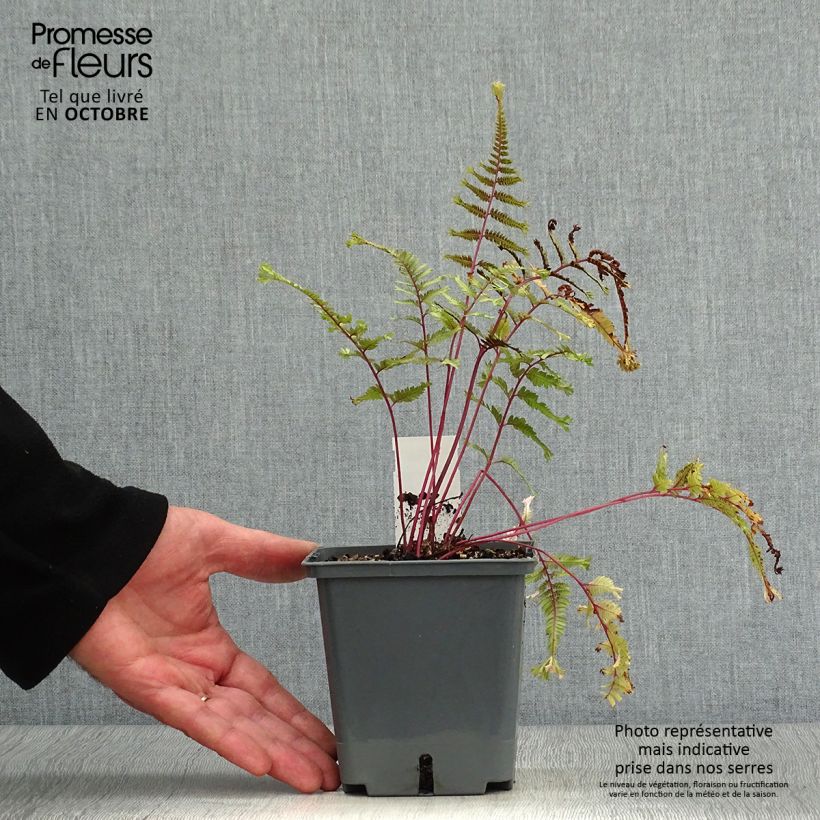 Amostra de Athyrium niponicum Crested Surf Vaso de 8/9 cm tal como entregue no outono