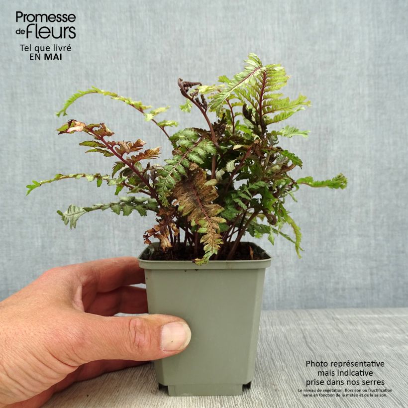 Amostra de Athyrium niponicum Crested Surf Vaso de 8/9 cm tal como entregue na primavera