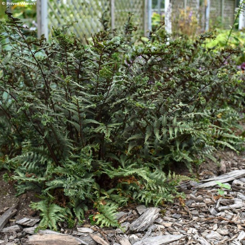 Athyrium niponicum Crested Surf (Hábito)