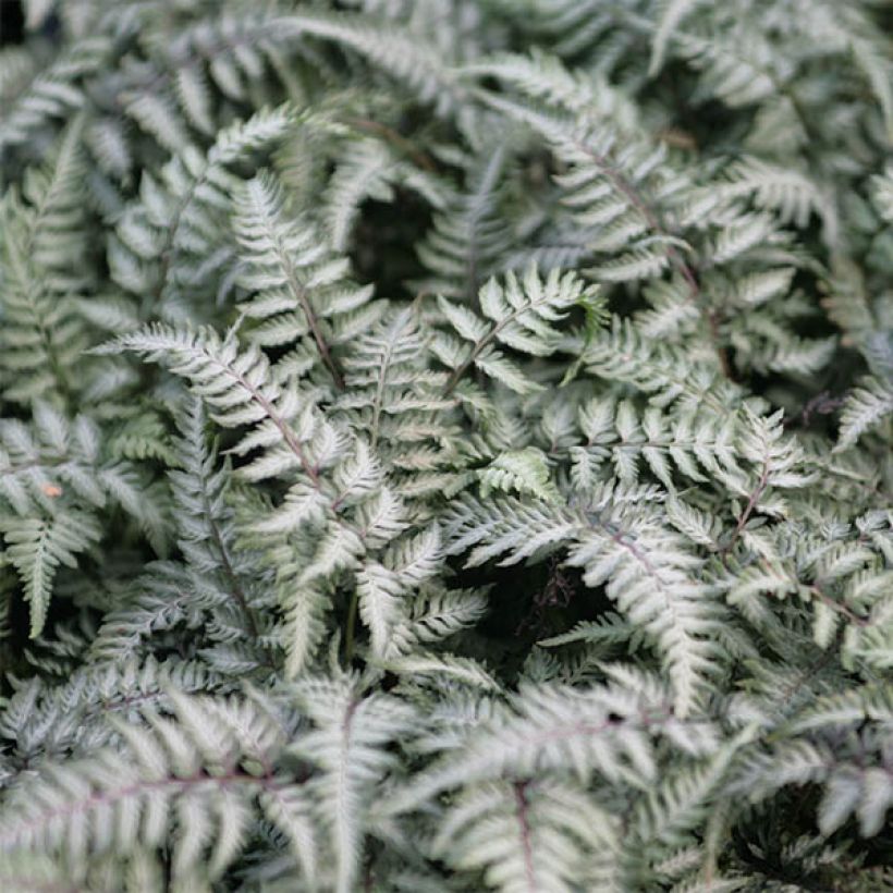 Athyrium niponicum Pewter Lace (Folhagem)