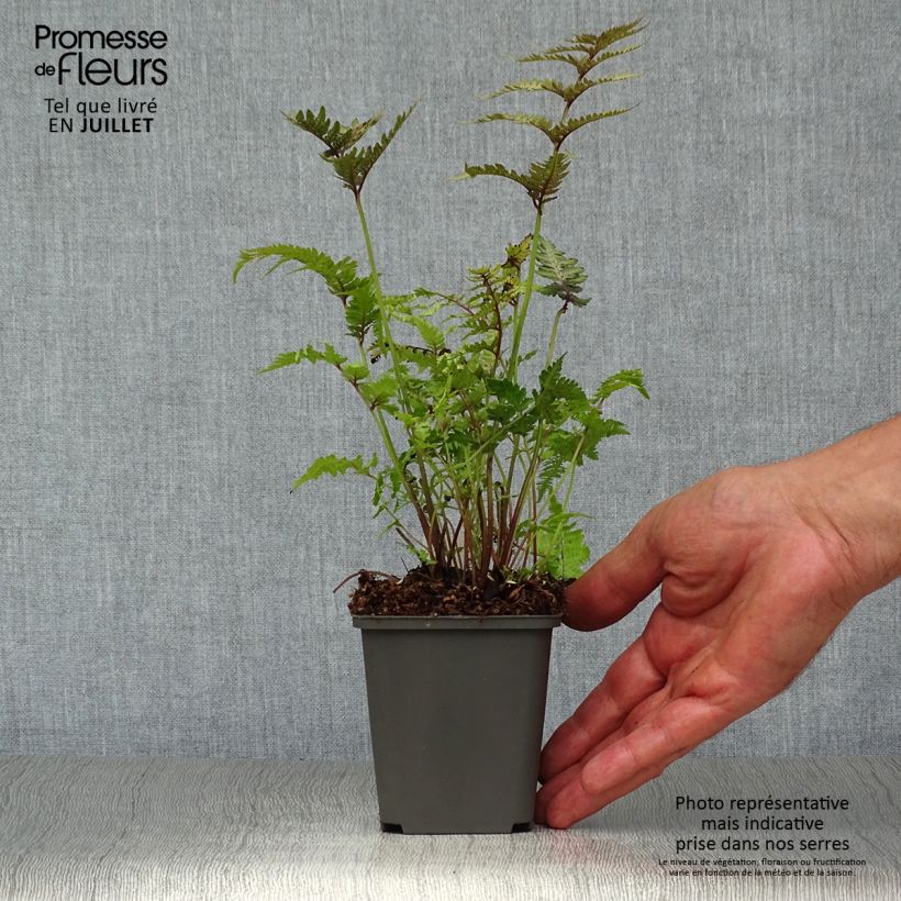 Amostra de Athyrium niponicum Pewter Lace Vaso de 8/9 cm tal como entregue no verão