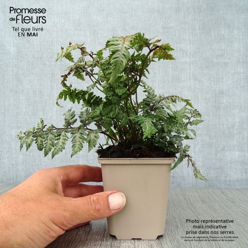 Amostra de Athyrium niponicum Pewter Lace Vaso de 8/9 cm tal como entregue na primavera