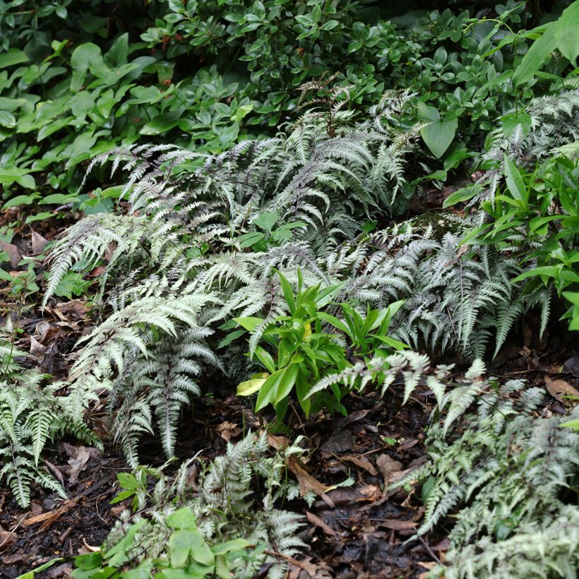 Athyrium niponicum Pewter Lace (Hábito)