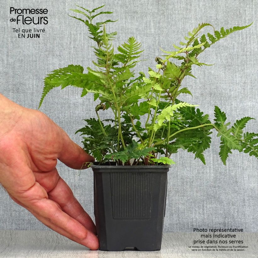 Amostra de Athyrium niponicum var. pictum Vaso de 8/9 cm tal como entregue no verão