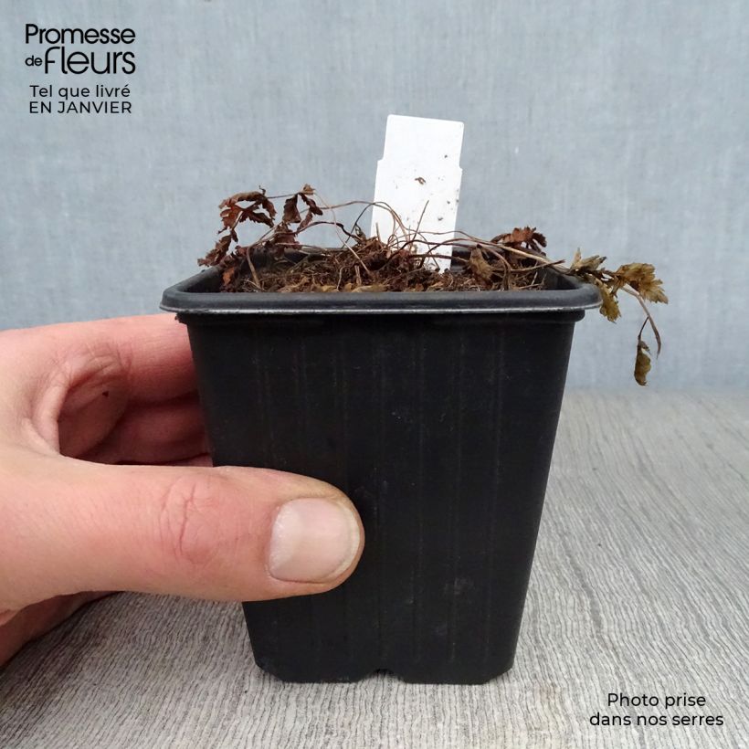 Amostra de Athyrium niponicum Pictum - Fougère japonaise Godet de 8/9 cm tal como entregue no inverno