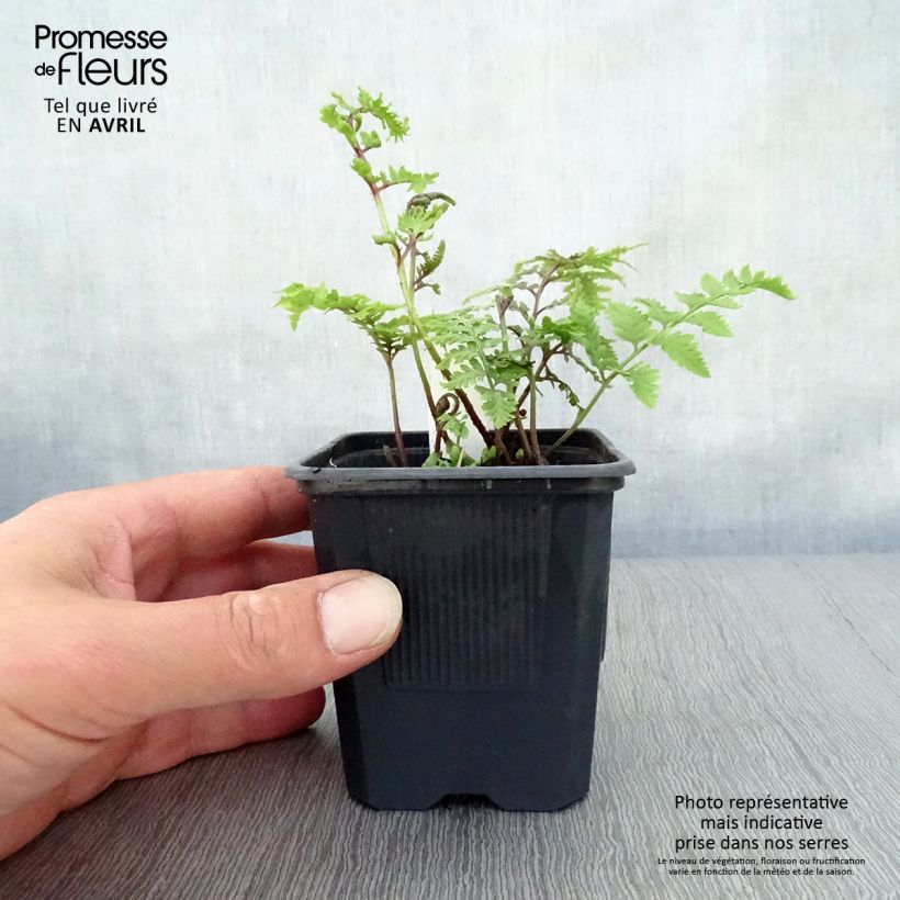 Amostra de Athyrium niponicum var. pictum Vaso de 8/9 cm tal como entregue na primavera