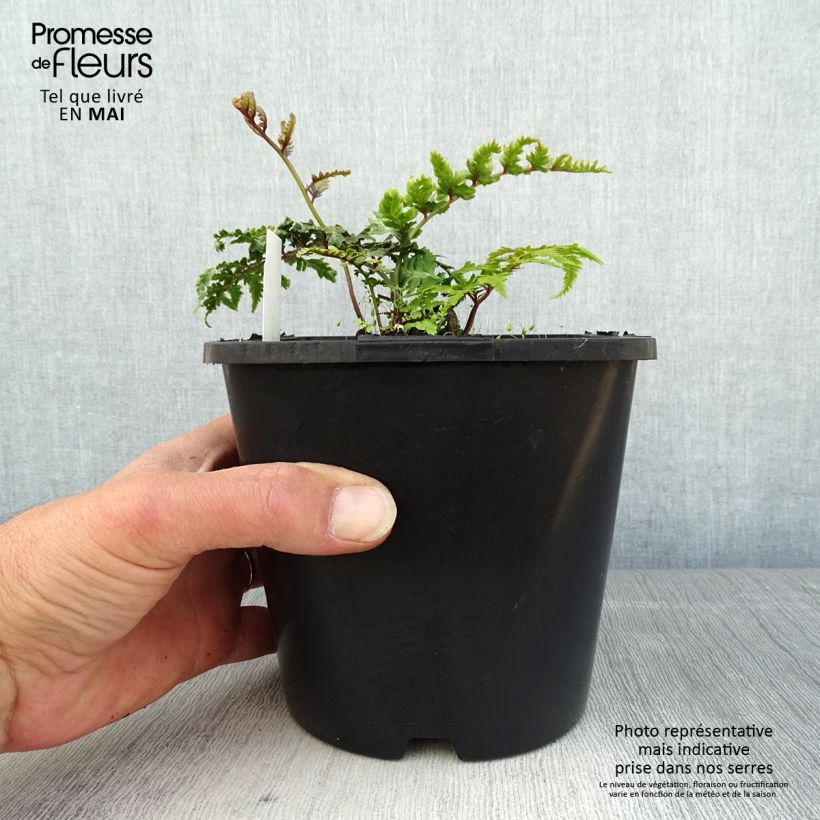 Amostra de Athyrium niponicum var. pictum Vaso de 2 L/3 L tal como entregue na primavera