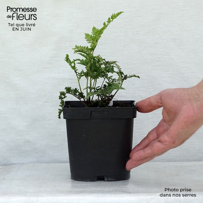 Amostra de Athyrium niponicum Ursula's Red Vaso de 8/9 cm tal como entregue no verão