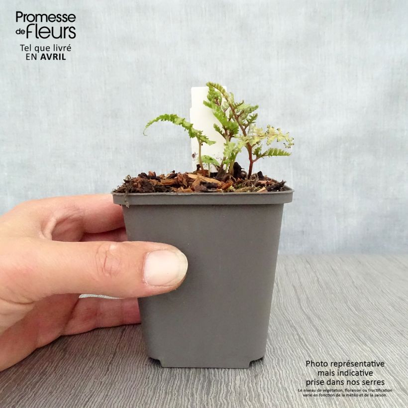 Amostra de Athyrium niponicum Ursula's Red Vaso de 8/9 cm tal como entregue na primavera