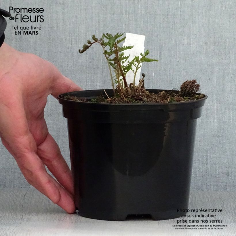 Amostra de Athyrium niponicum pictum Metallicum Vaso de 2 L/3 L tal como entregue na primavera