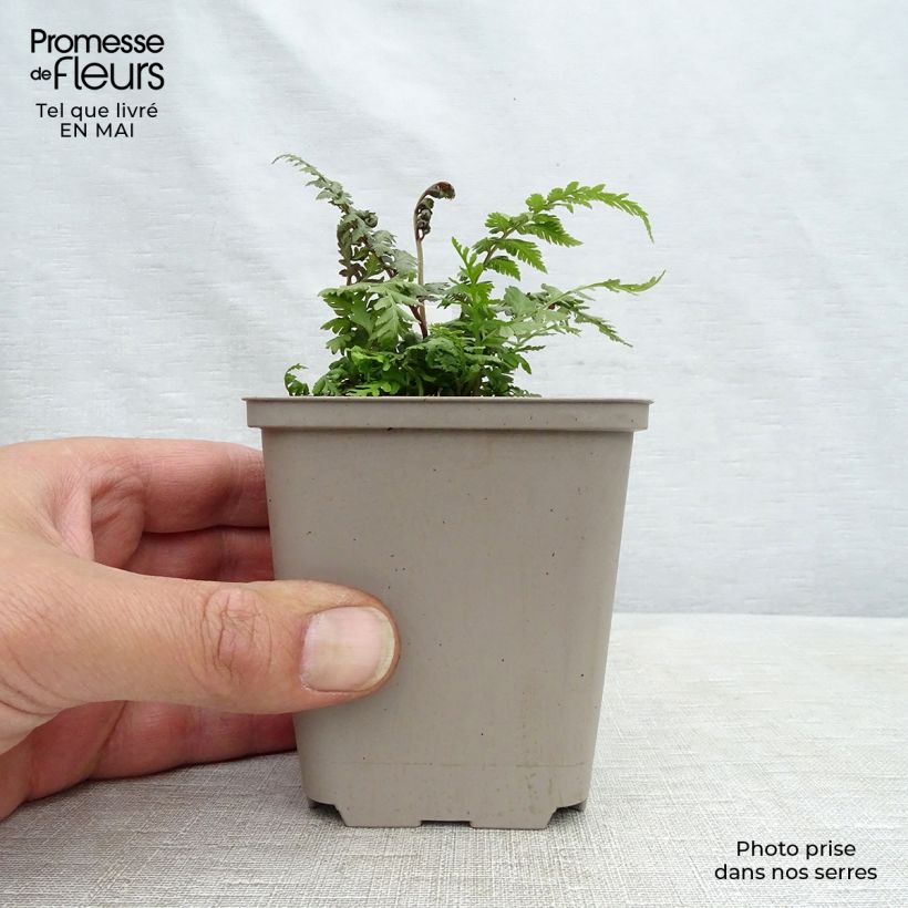 Amostra de Athyrium niponicum var. pictum Red Beauty Vaso de 8/9 cm tal como entregue na primavera